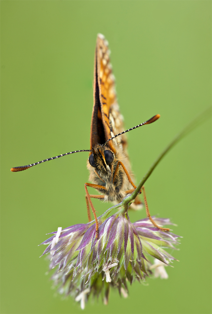 Grasheiden-Scheckenfalter Melitaea aurelia