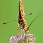 Grasheiden-Scheckenfalter Melitaea aurelia