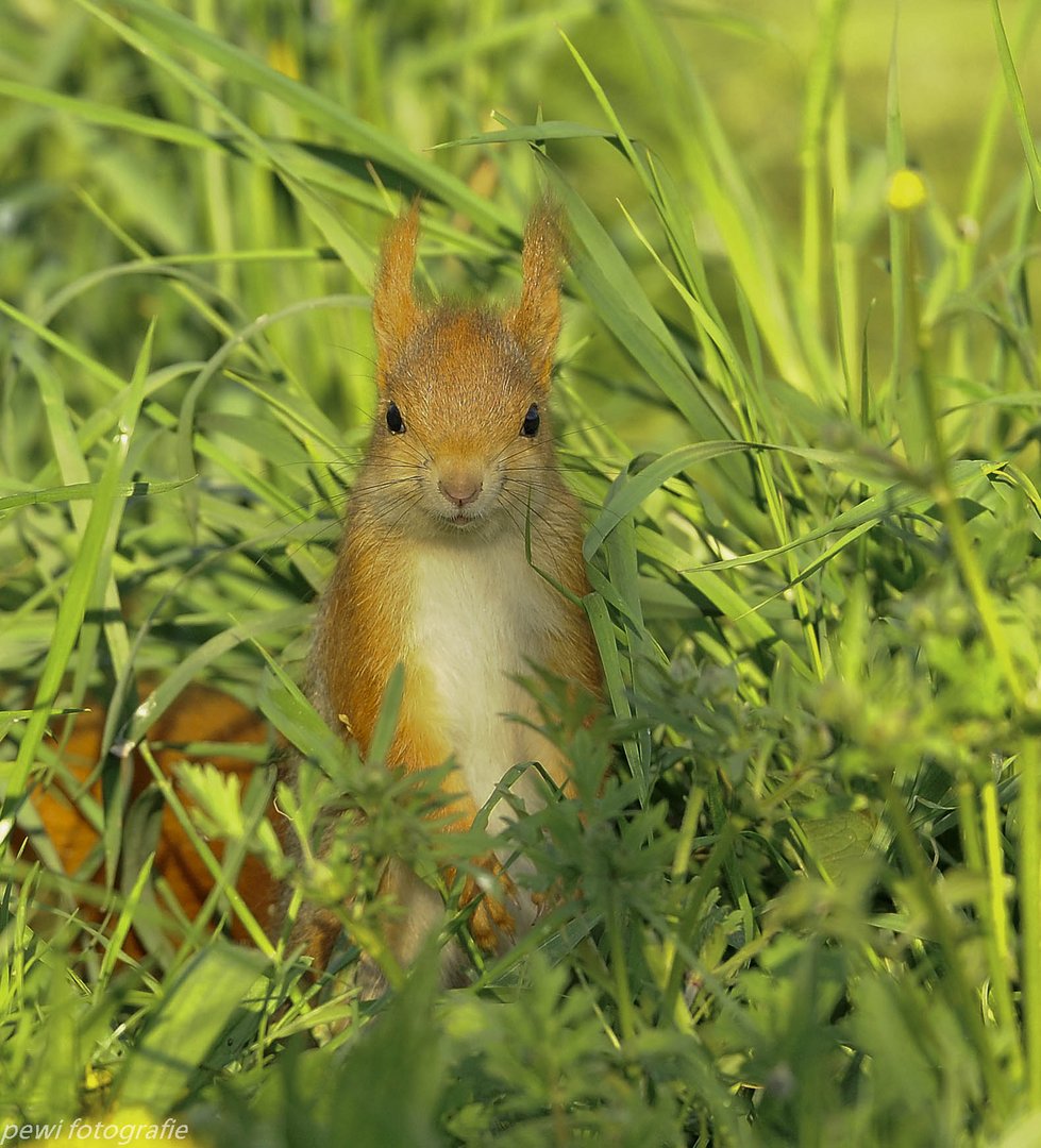 Grashörnchen