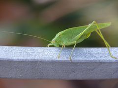 Grashopper