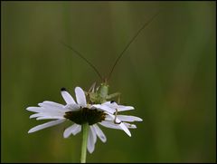 Grashopper 2