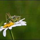 Grashopper 3