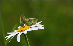 Grashopper 3