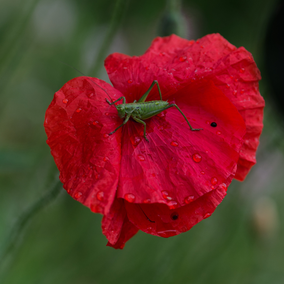 Grashopper