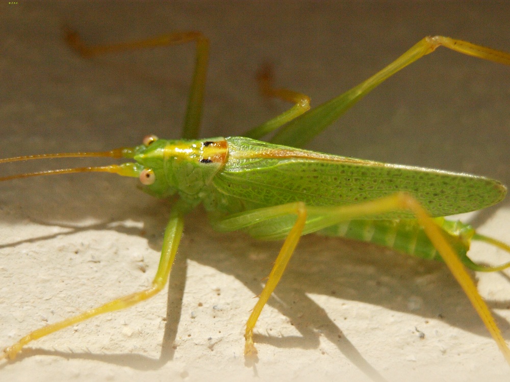 Grashopper