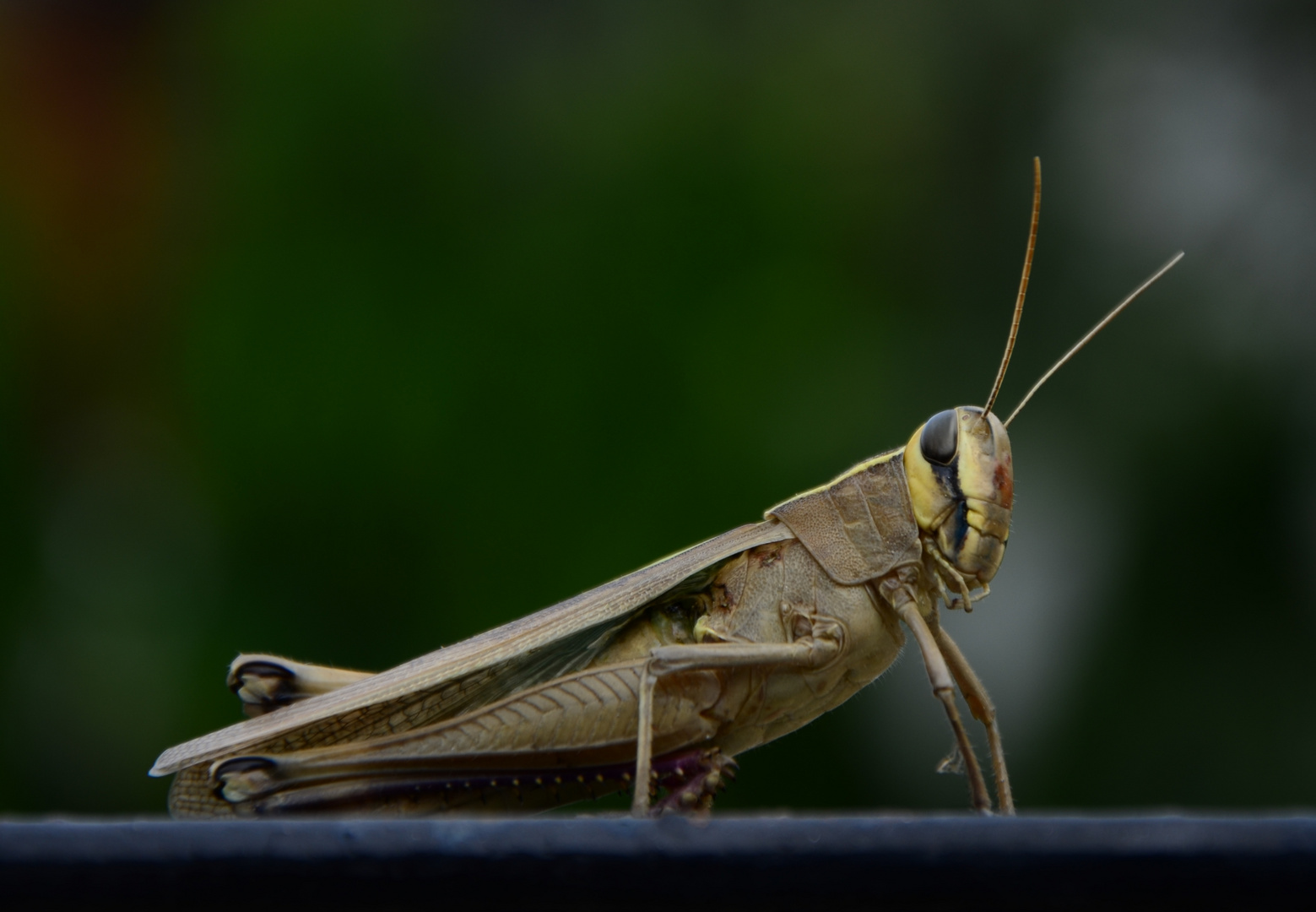 Grashopper