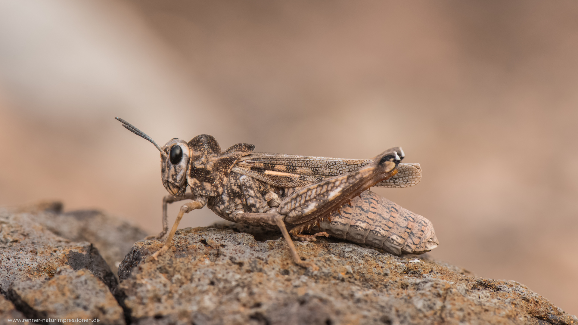 Grashopper