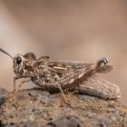 Grashopper