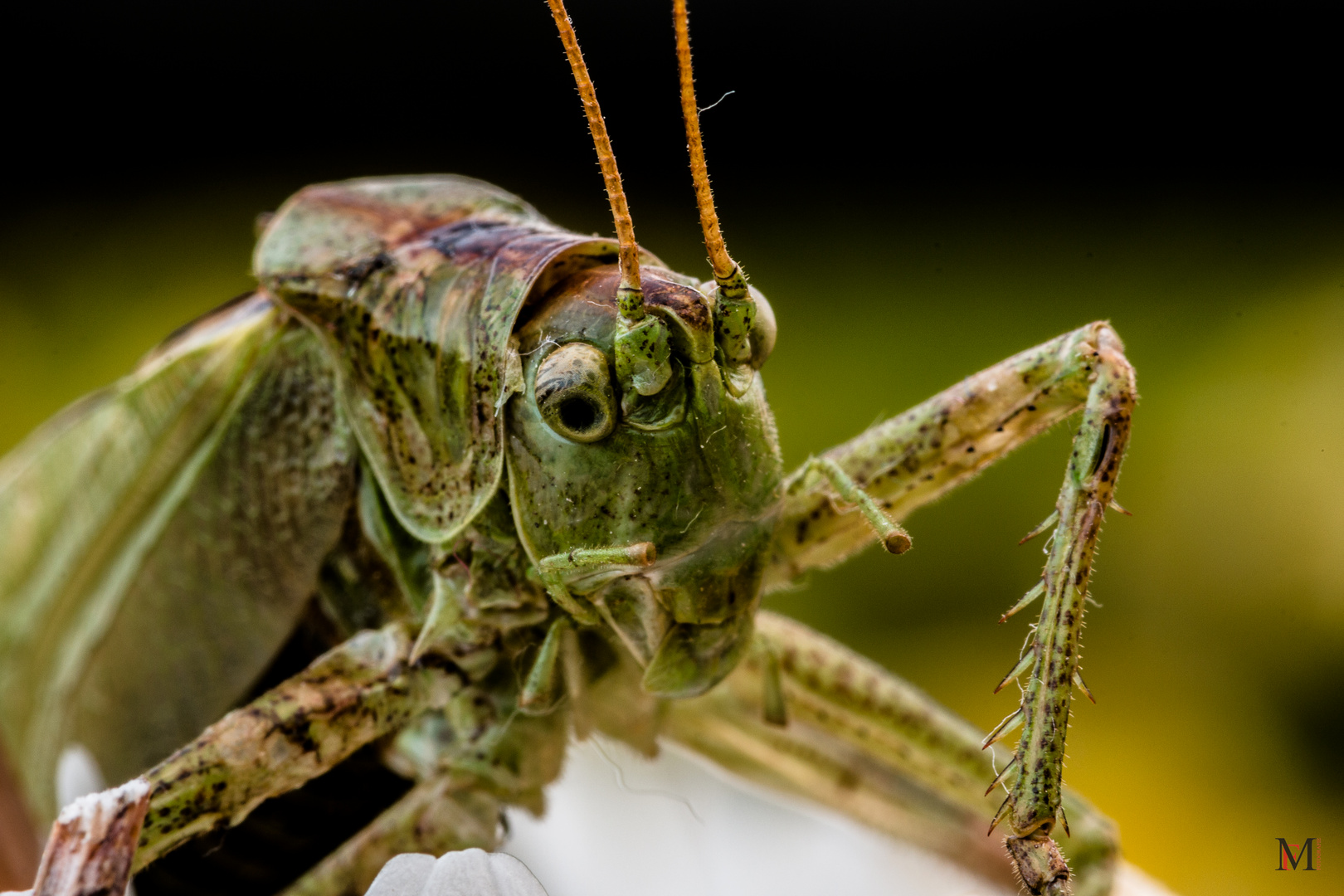 Grashopper 