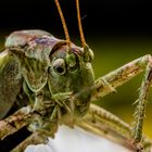 Grashopper 