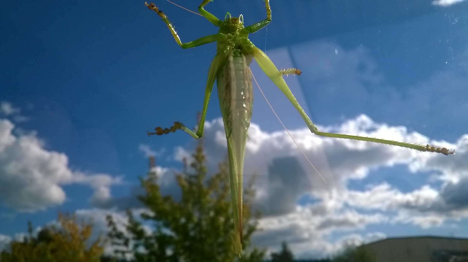 Grashopper