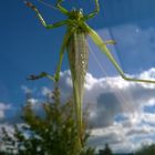 Grashopper