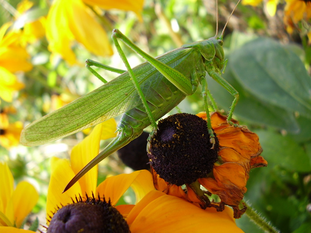 Grashopper