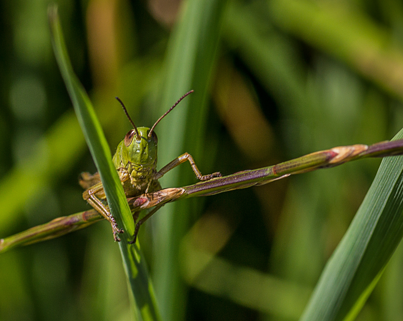 grashopper