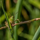 grashopper