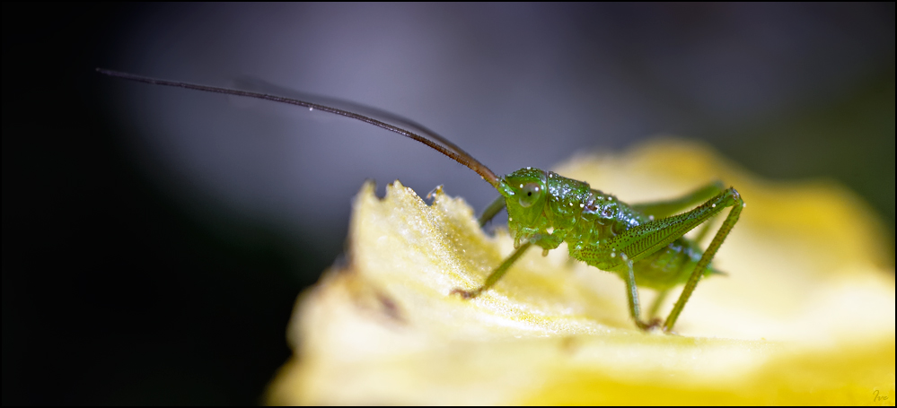 Grashopper