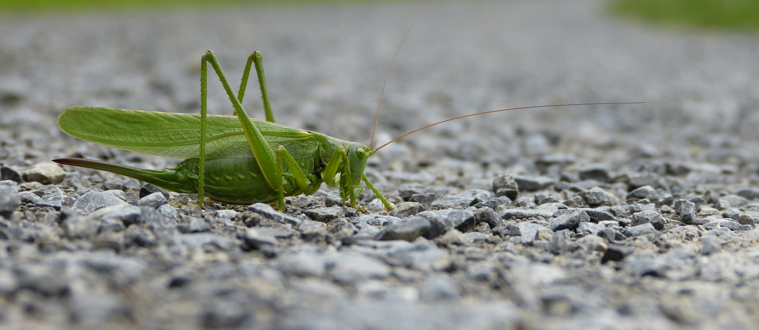 Grashopper