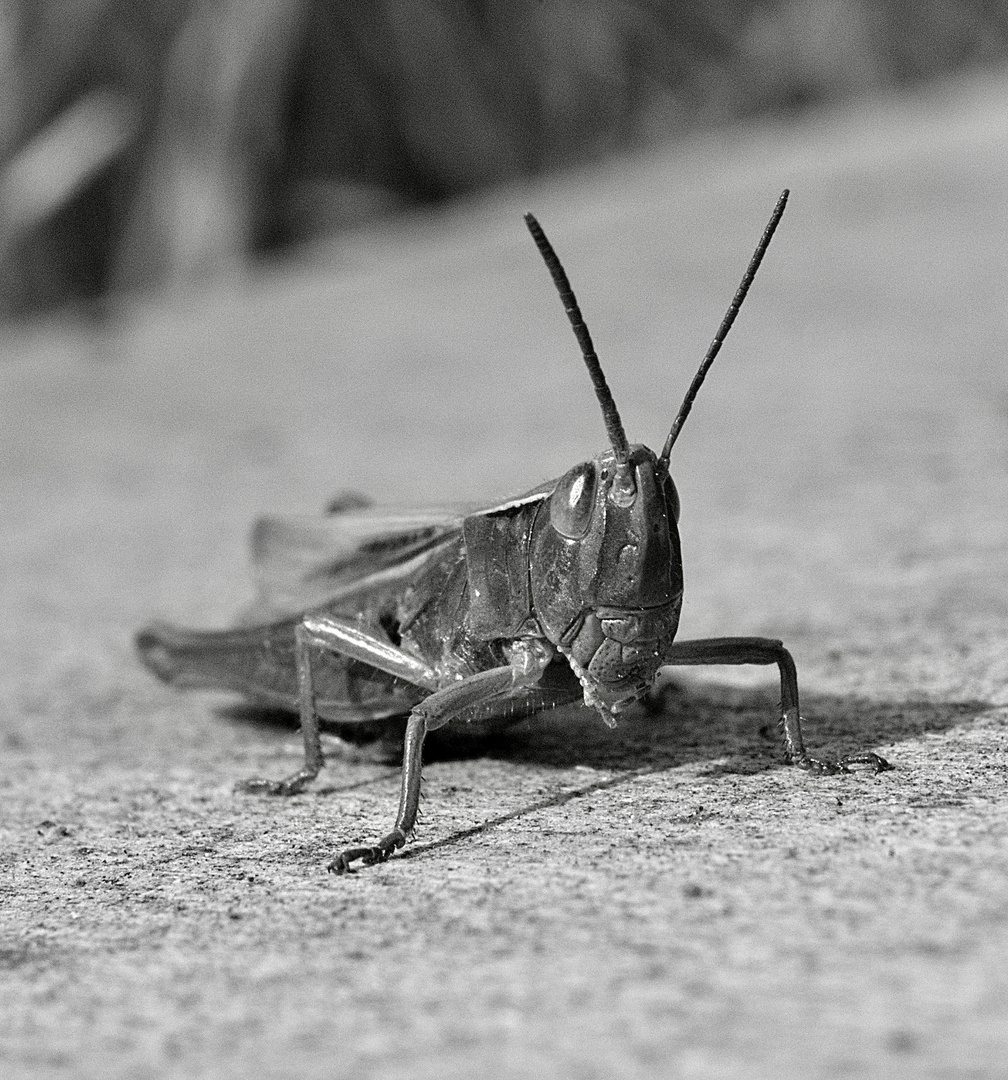 Grashopper