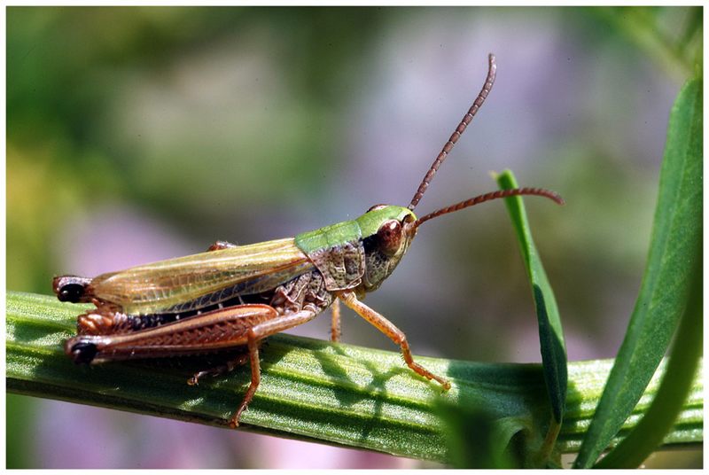 Grashopper