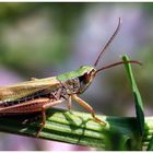 Grashopper