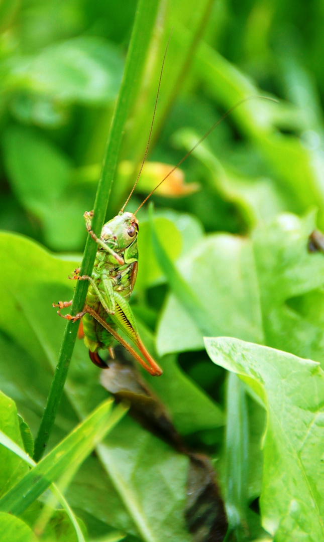 grashopper