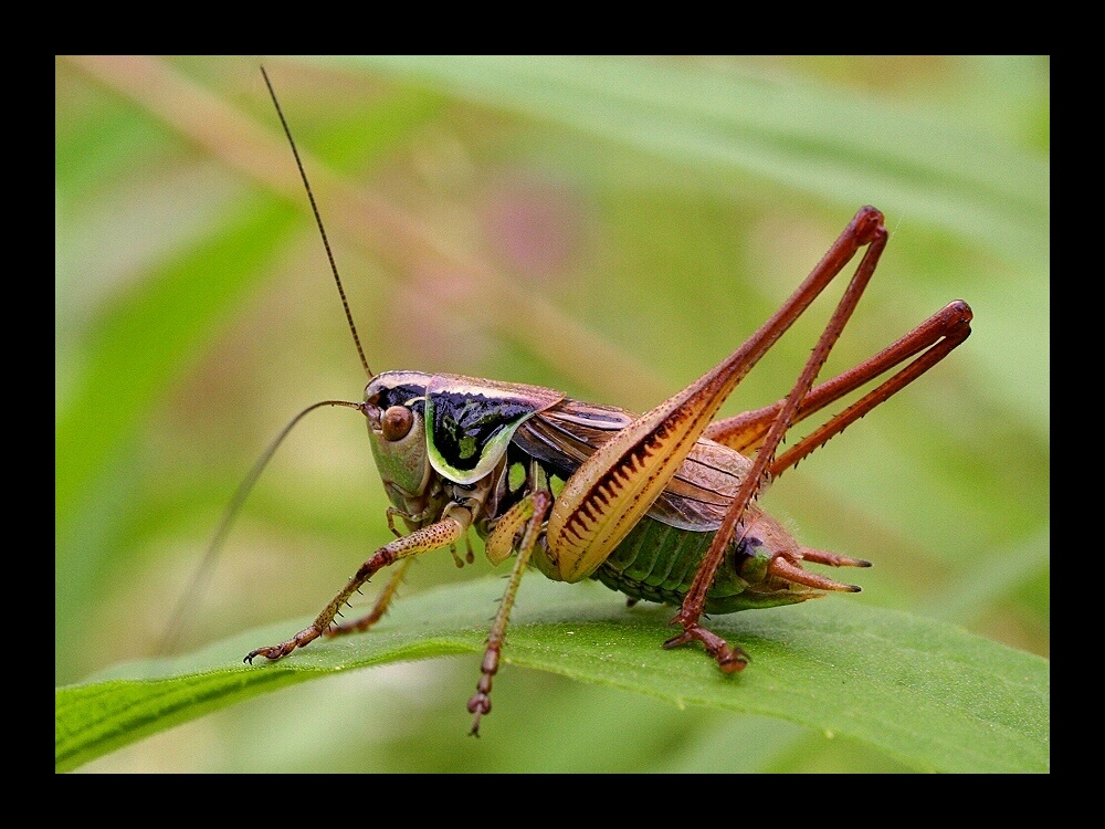 grashopper