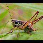 grashopper