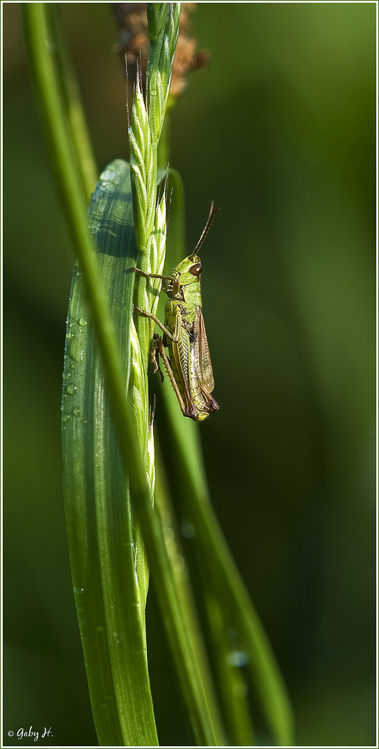 Grashopper