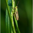 Grashopper