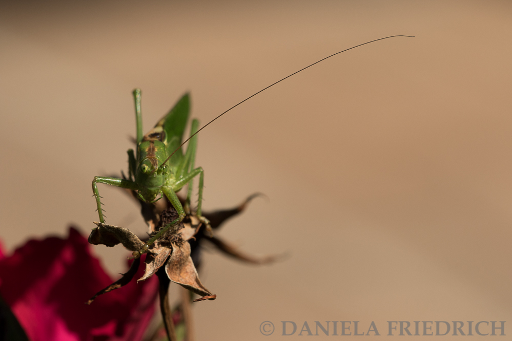 Grashopper