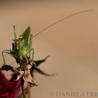 Grashopper