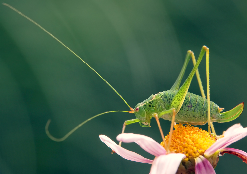 Grashopper