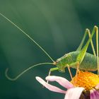 Grashopper