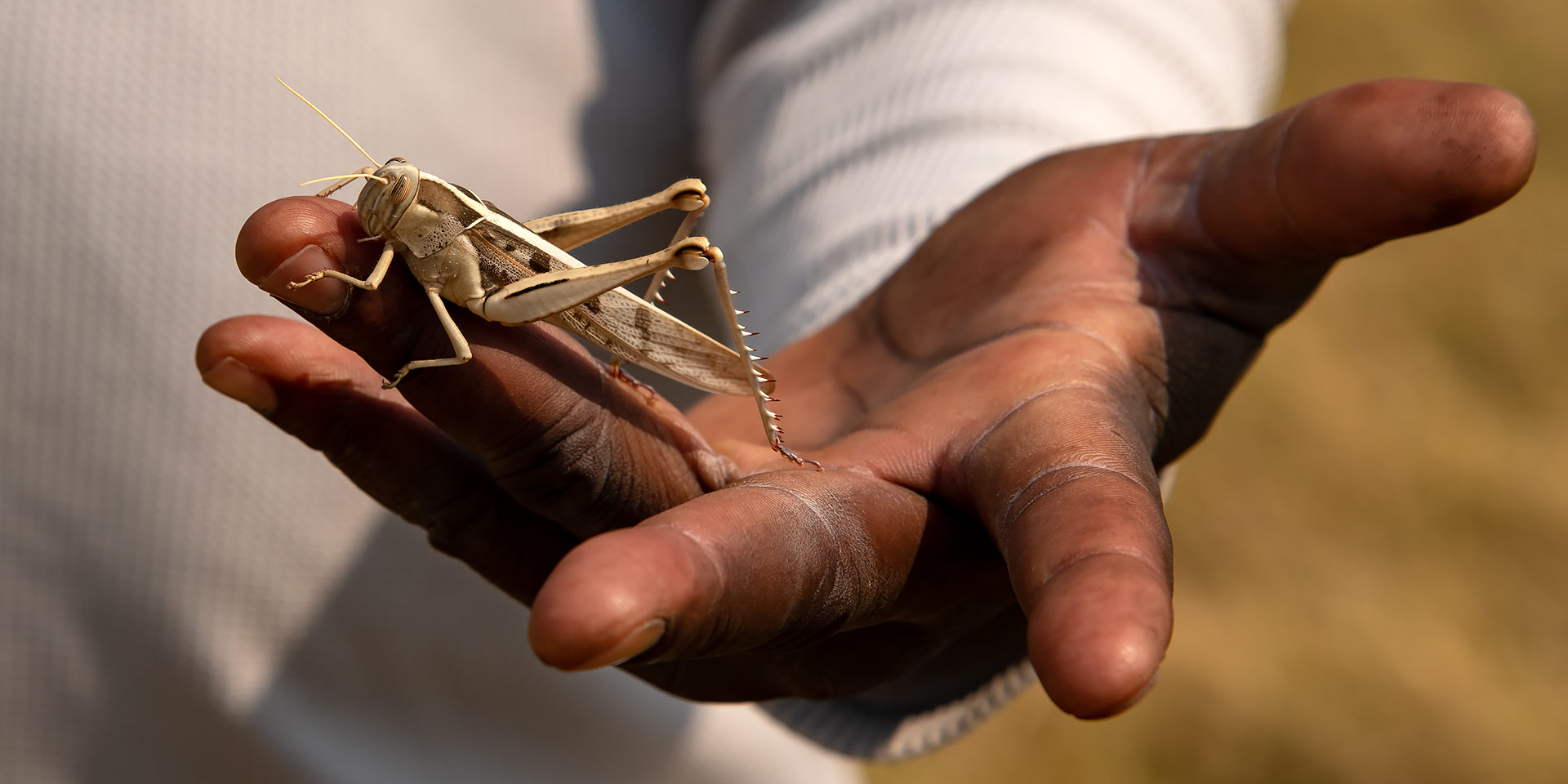 Grashopper