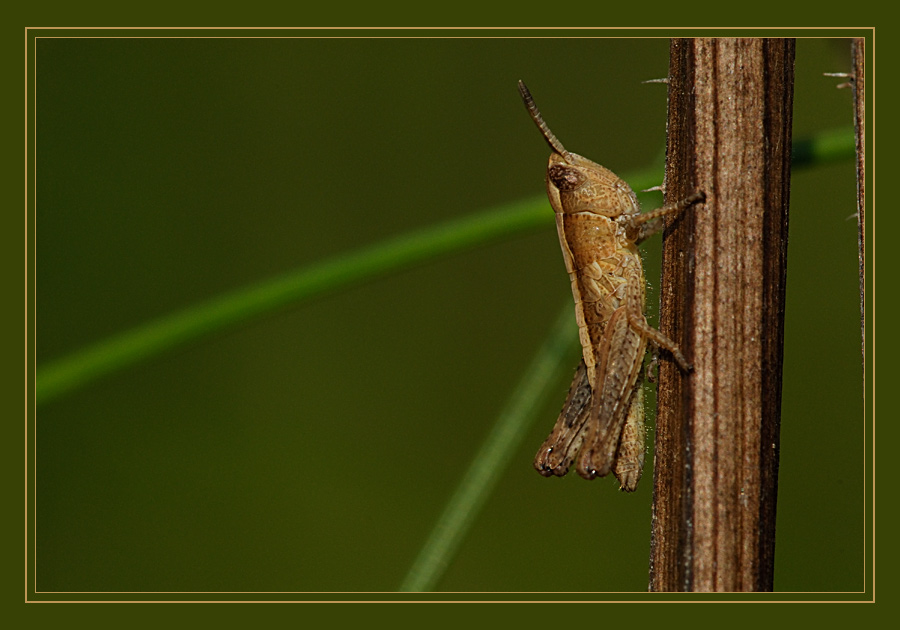 grashopper