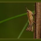 grashopper