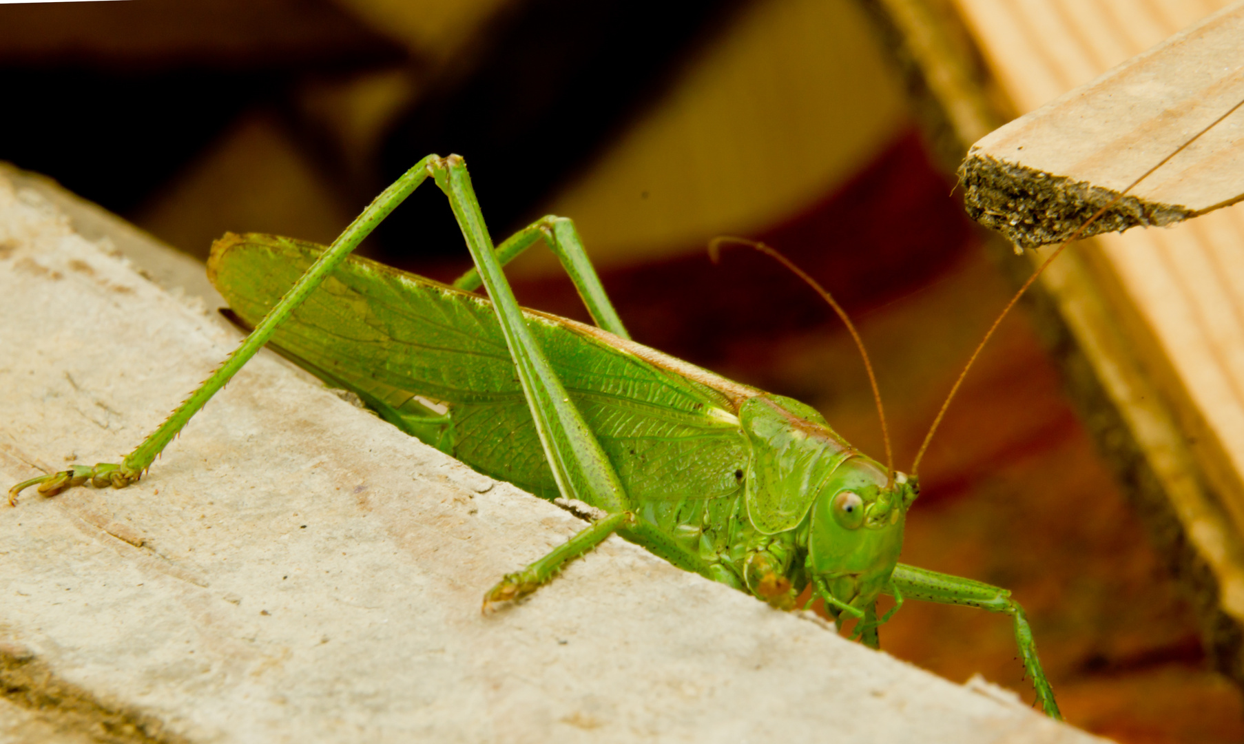 Grashopper