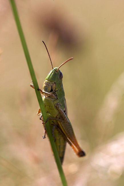 Grashopper