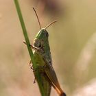 Grashopper