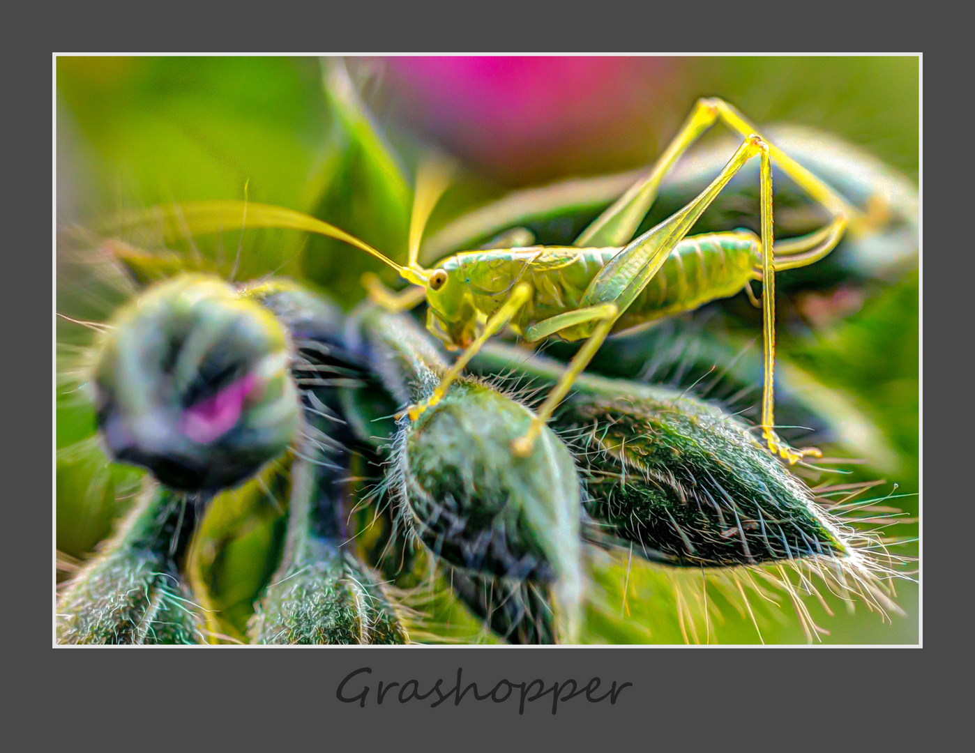 Grashopper