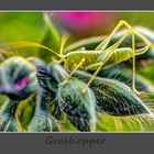 Grashopper