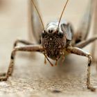 Grashopper