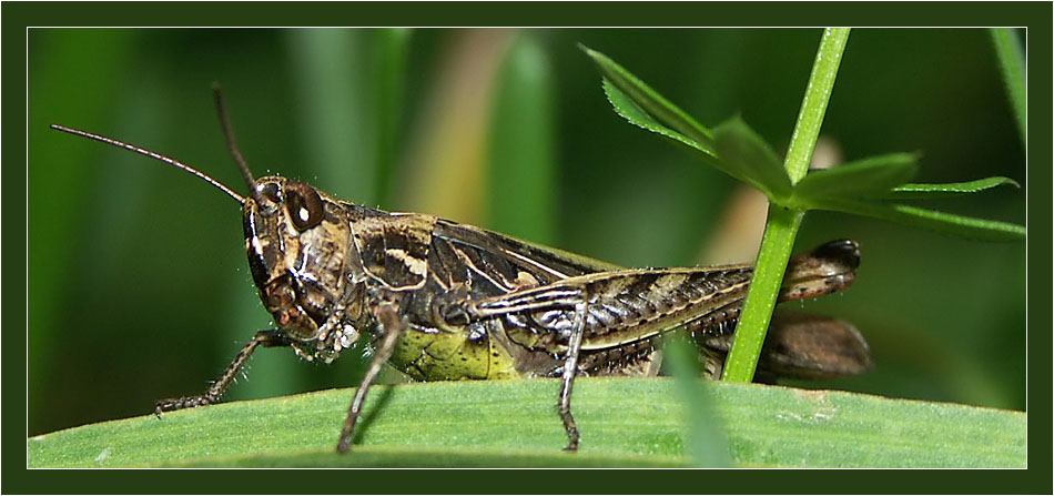 Grashopper