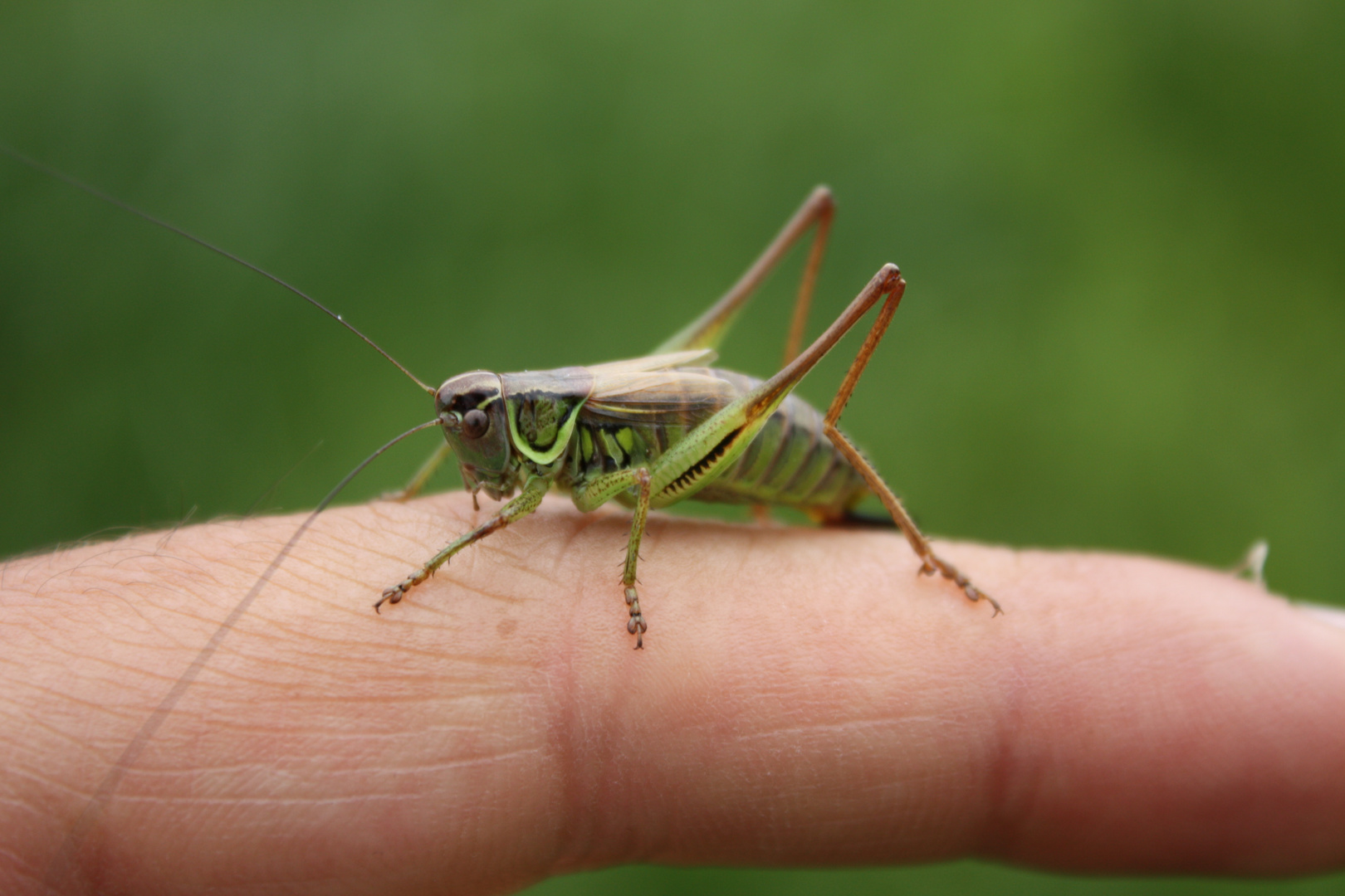 grashopper