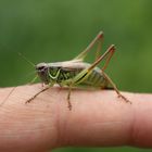 grashopper