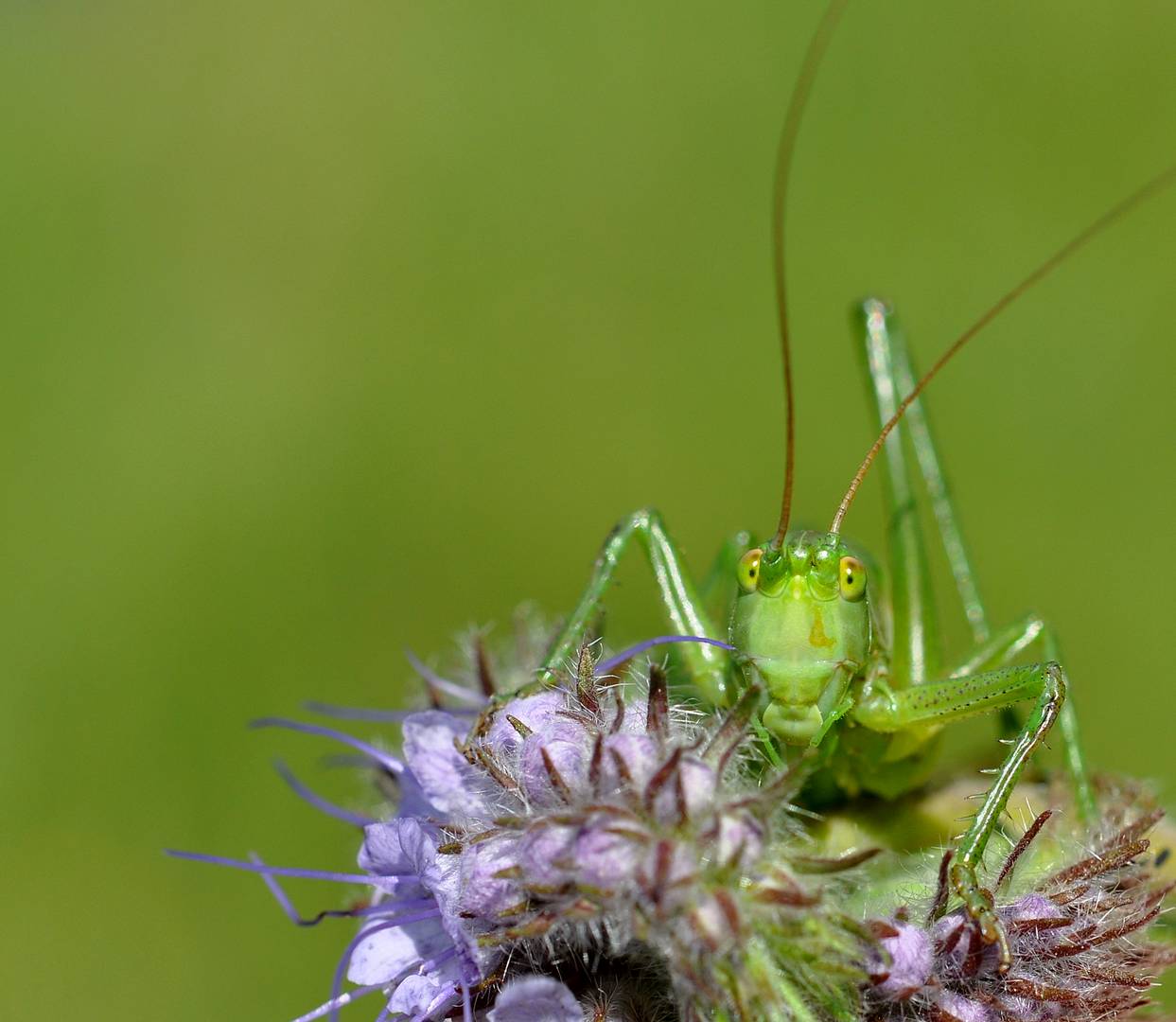 grashopper