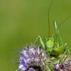 grashopper