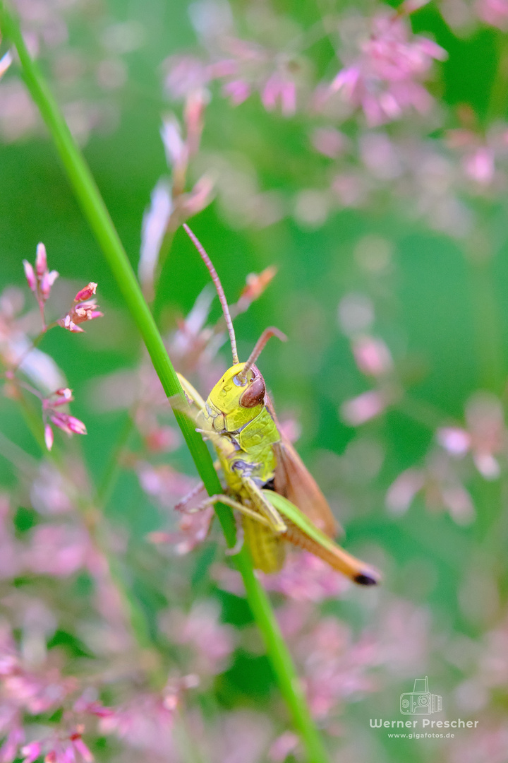 Grashopper I.