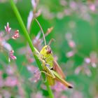 Grashopper I.