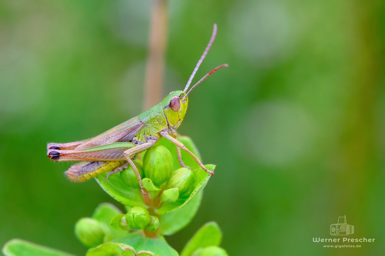 Grashopper II.